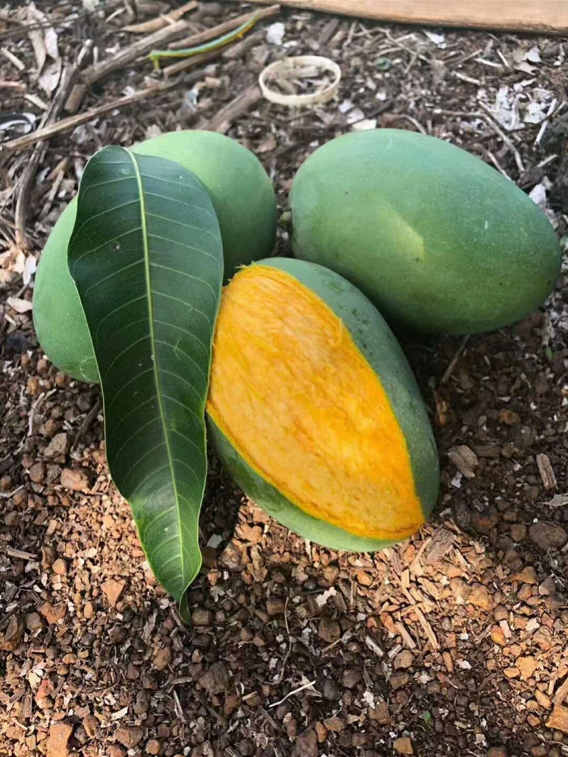 雷州覃斗芒果节预热直播开麦为芒果开卖暖身