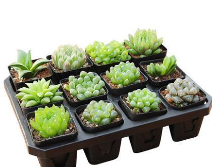 适合在家里种植的7种蔬菜 7ca1b2664f9b46afb884811084b9ec0c.jpeg