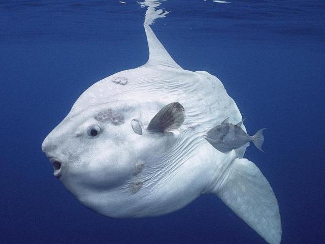 翻车鱼能产卵多少枚 7f127356f5a043b28df98a9c505fef47.jpeg