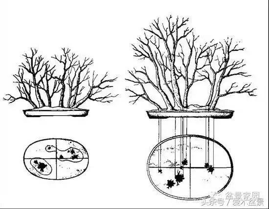 (图文)丛林盆景布局口诀,读懂后做丛林得心应手