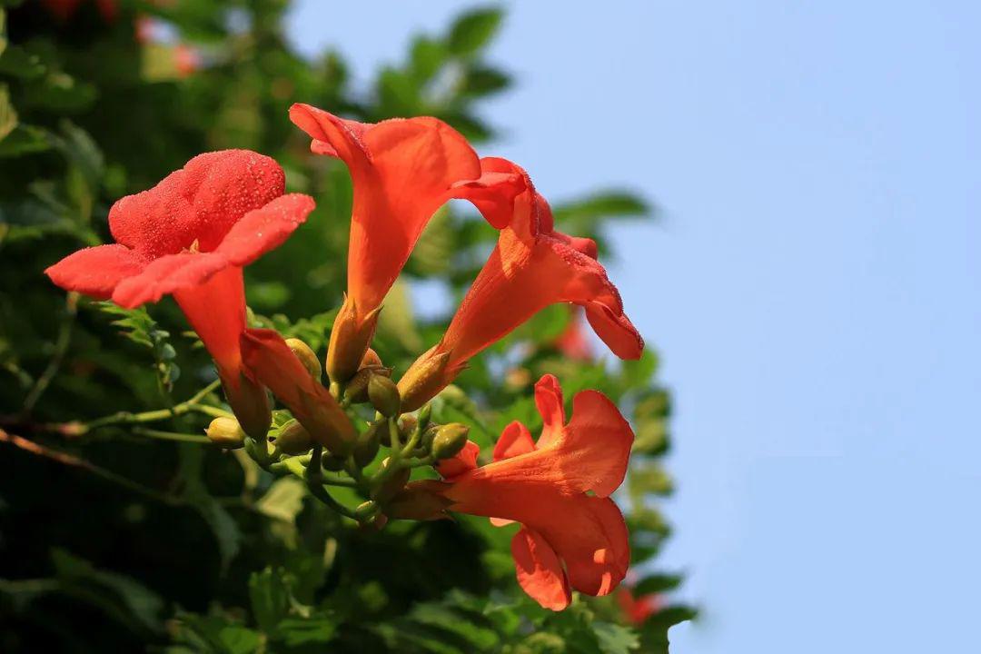 夏日里盛开绚烂的凌霄花