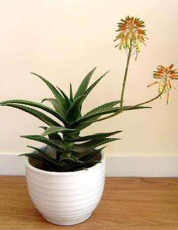 如何种植芦荟的方法 90551110f2264034875c5f25a783c759.png