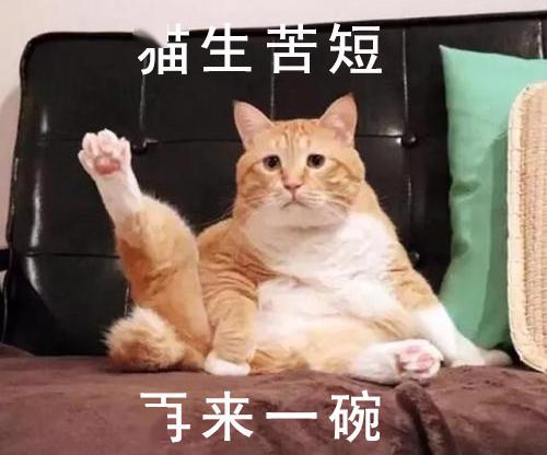 “我寻思着一只猫能胖到哪去，直到…我看见了这头猪！”