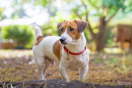 杰克罗素梗犬是另一个小而强大的战士.