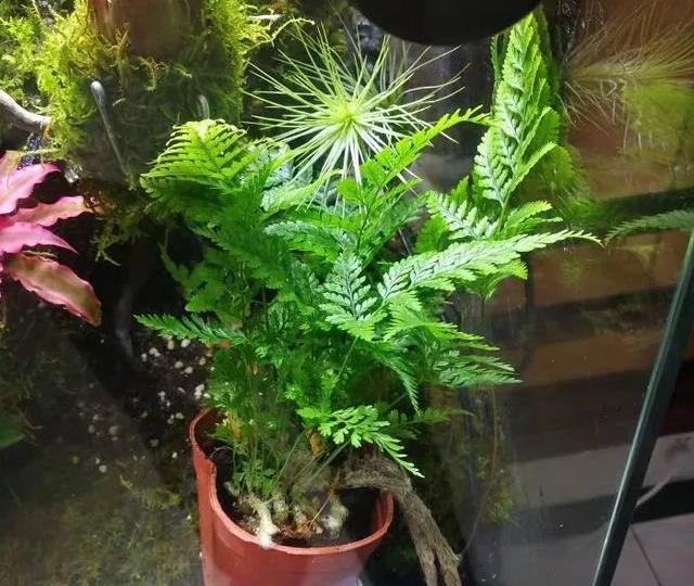 6种适合卫生间养的蕨类植物,耐阴好养活,杀菌去异味!