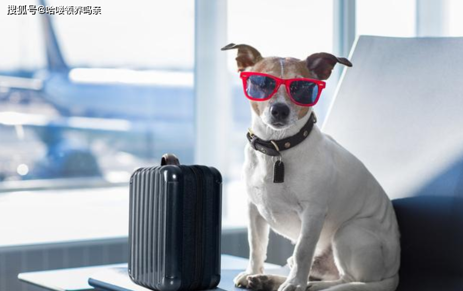 宠物托运,不止是准备航空箱那么简单,宠物托运费用你会计算吗
