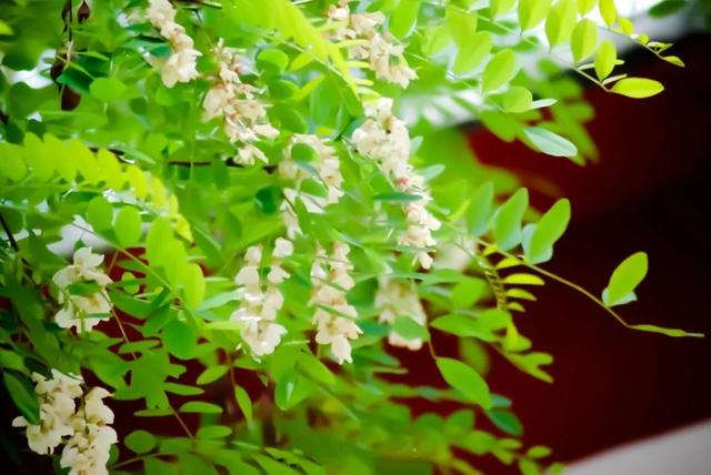 花满南墅 五月正是一年一度大青山的槐花 开满山的季节 漫山遍野的