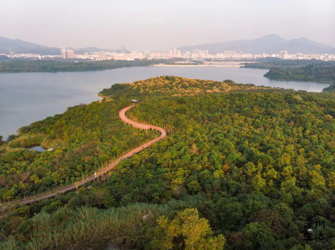 这里就是石岩湖绿道,  全长30.8公里,是深圳zui长的环湖绿道.