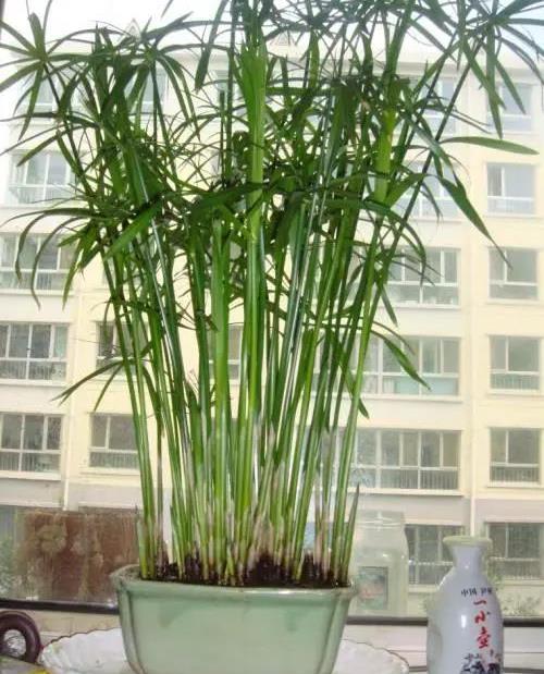 水培的水竹,春夏季节要3天左右换一次水,以防水质污染,造成烂根,烂杆