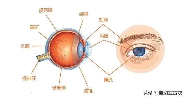 眼睛解剖学-眼球状结构