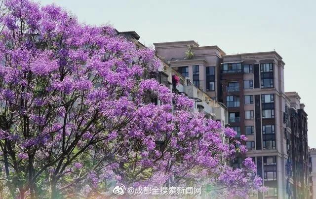 5月成都,蓝花楹,美呆了