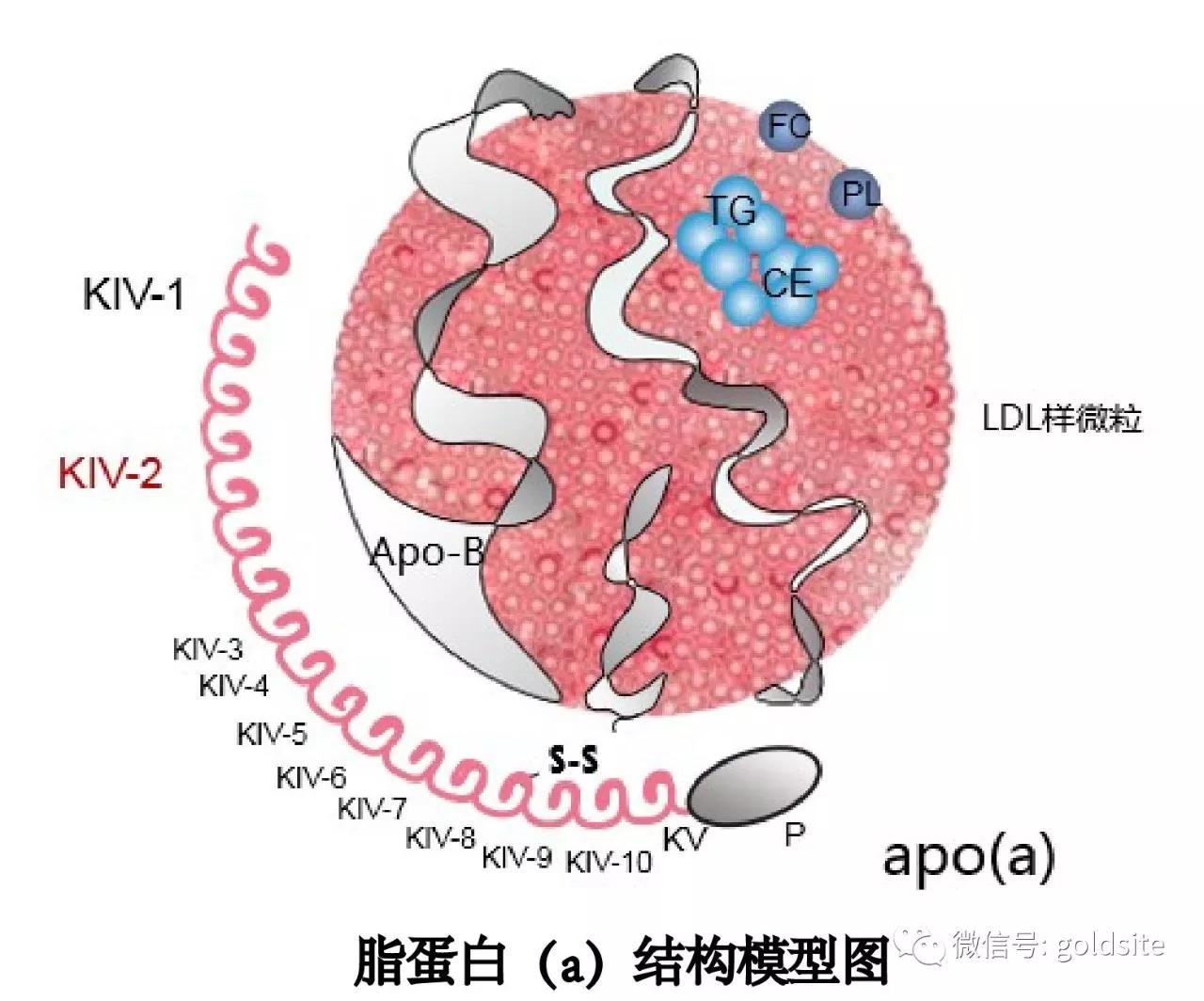 脂蛋白a,低密度脂蛋白,载脂蛋白a傻傻分不清?