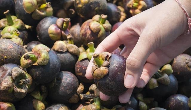 多肉怎么分公母 afdea286579b4b5fb03457ae711ff309.png