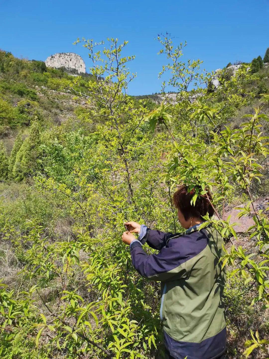 仲宫大山深处有宝贝酸枣芽茶助力脱贫攻坚