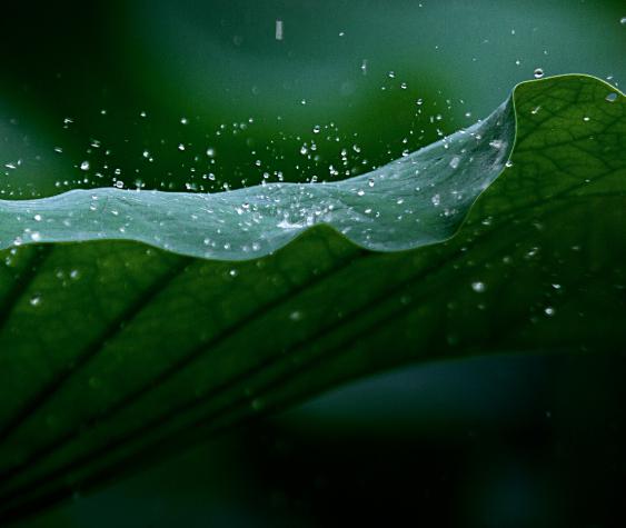 窗外雨蒙蒙李忠辉