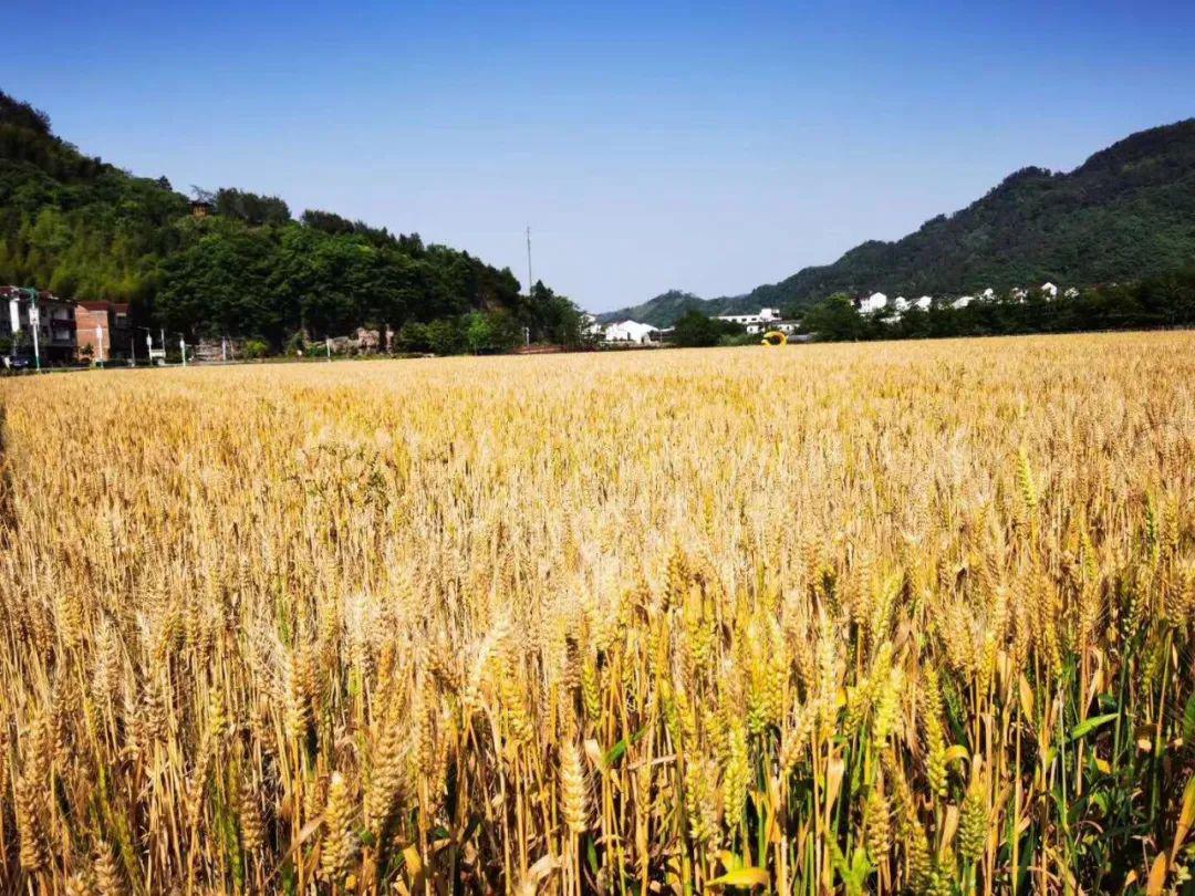 【山水磐安】5.23号希望在田野, 夏日之约风吹麦浪 清凉一夏花溪幽境