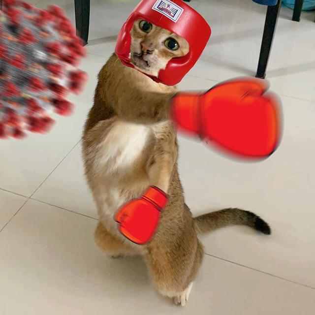 奥利给!小猫咪失去耳朵也要努力活下去 现实版哆啦a梦