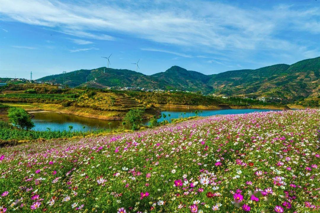 藏不住了!攀枝花这片宝藏花海太震撼,人间仙境不过如此吧