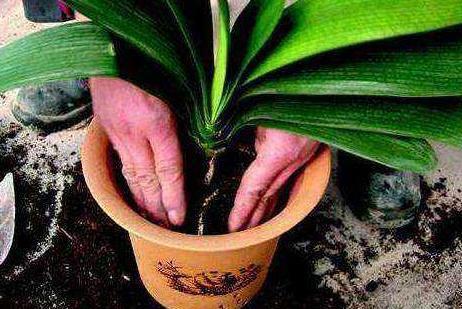 盆栽花卉什么时候换盆最好 c73265c4582d49f6926d52e6dd5c68df.jpeg