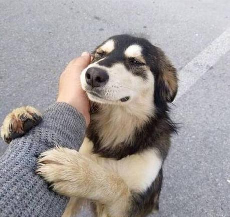 狗:答应我好吗,不要再做舔狗了