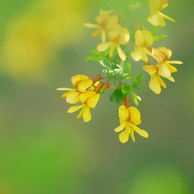 浅夏诗韵,半夏微凉