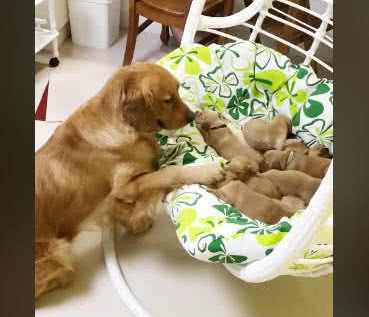 怎么哄狗狗睡觉 da1f4f28de7c4ef1b96ef7aeada5d921.jpeg