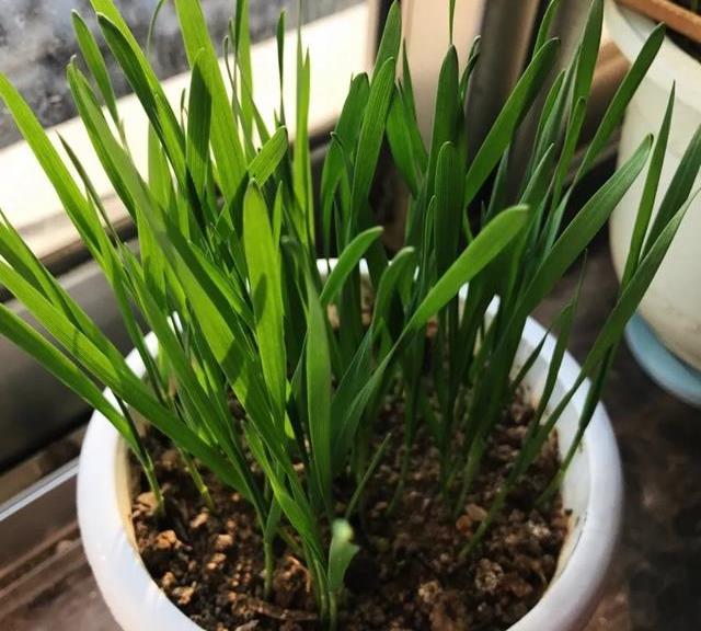 盆栽花卉绿植热门款 dc948b3dd56445a7aef04a781995eb53.jpeg