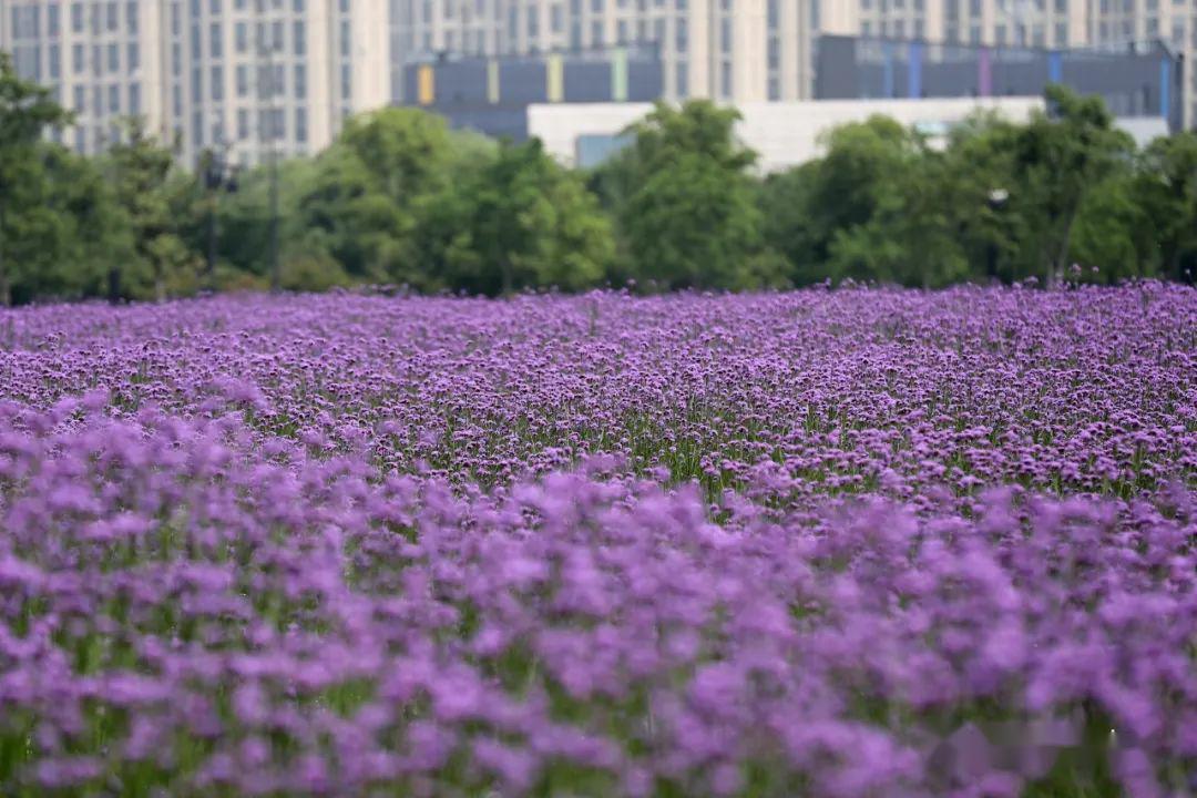 超10万㎡!临平这片紫色的花海美翻啦!免费开放!