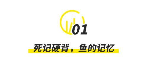 80%雅思考生记不住单词，都是这个原因！你“躺枪”了吗？