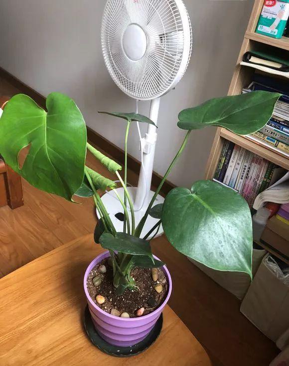 龟背竹怎么养护与浇水 e5e402eb1f9f45aaba6c2cf5355b82b0.jpeg