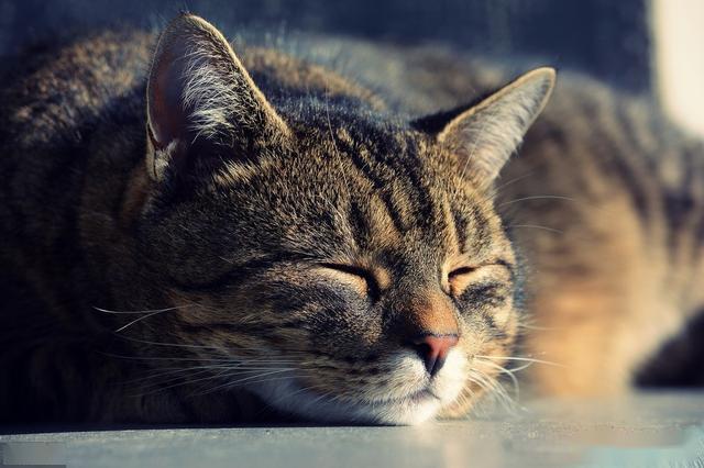 沙漠生存的猫 f31ebeec6ddc4698b87180c8662f4e8d.jpeg