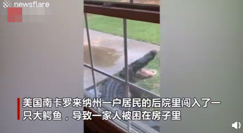 美国居民家闯入一只鳄鱼打翻家具、与警察斗争