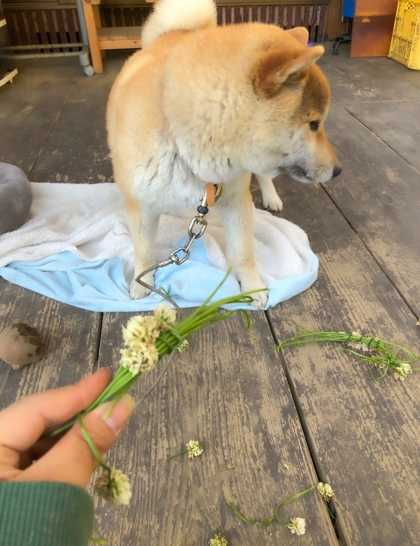 别人家的狗子带花环 VS 自己家狗子带花环