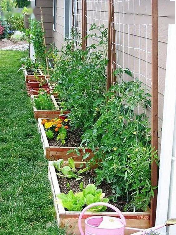 怎么种菜种得好 fcb964892e834adb8510c1cbe939549d.jpeg