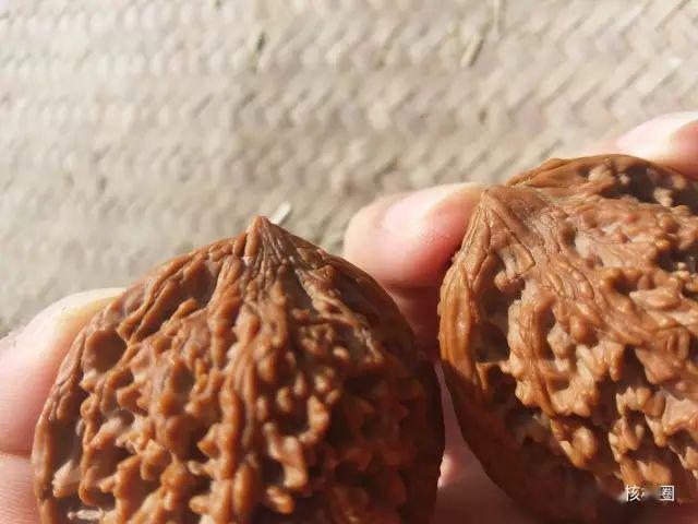 核桃的排名_文玩核桃品种排名图(2)