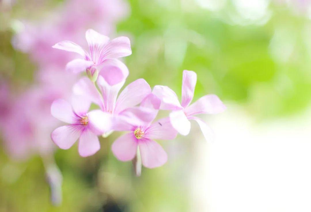 赏读 用一抹诗意 留住春夏秋冬 四季