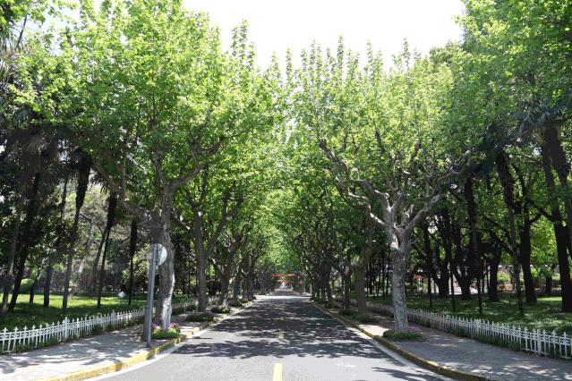 同学们被子已经晒好啦五月繁花欢迎回家一起来看动图吧