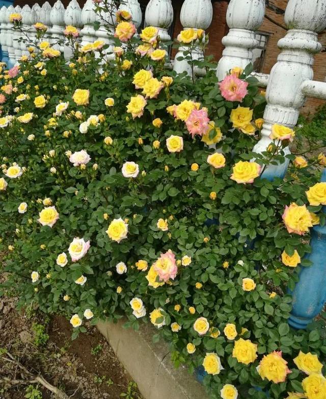 爬墙月季花怎么生长的 118f5429b58a4f0680289b6b5f8a8c0b.jpeg