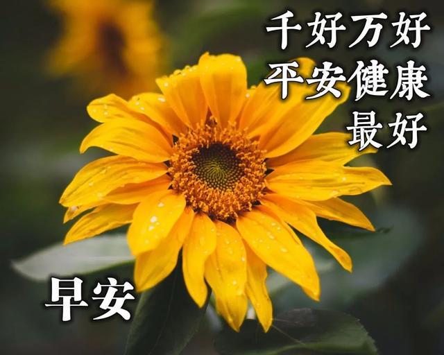 2020夏天最新版祝福表情图片带字,愿你有一个美好的五月