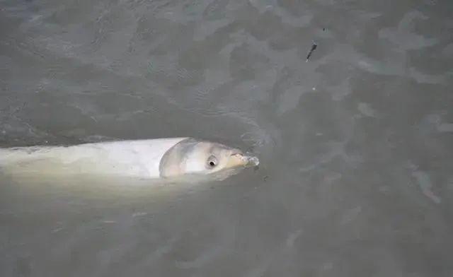 17f39d742ca34dfea6568b3d8b2877ce.jpeg