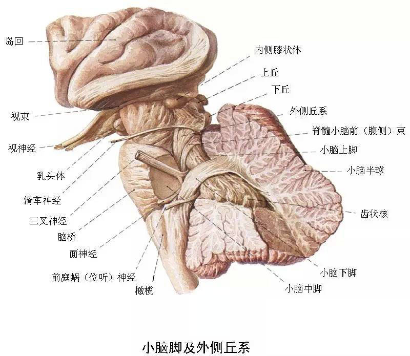 神经系统高清彩色解剖图 — 建议转发再收藏