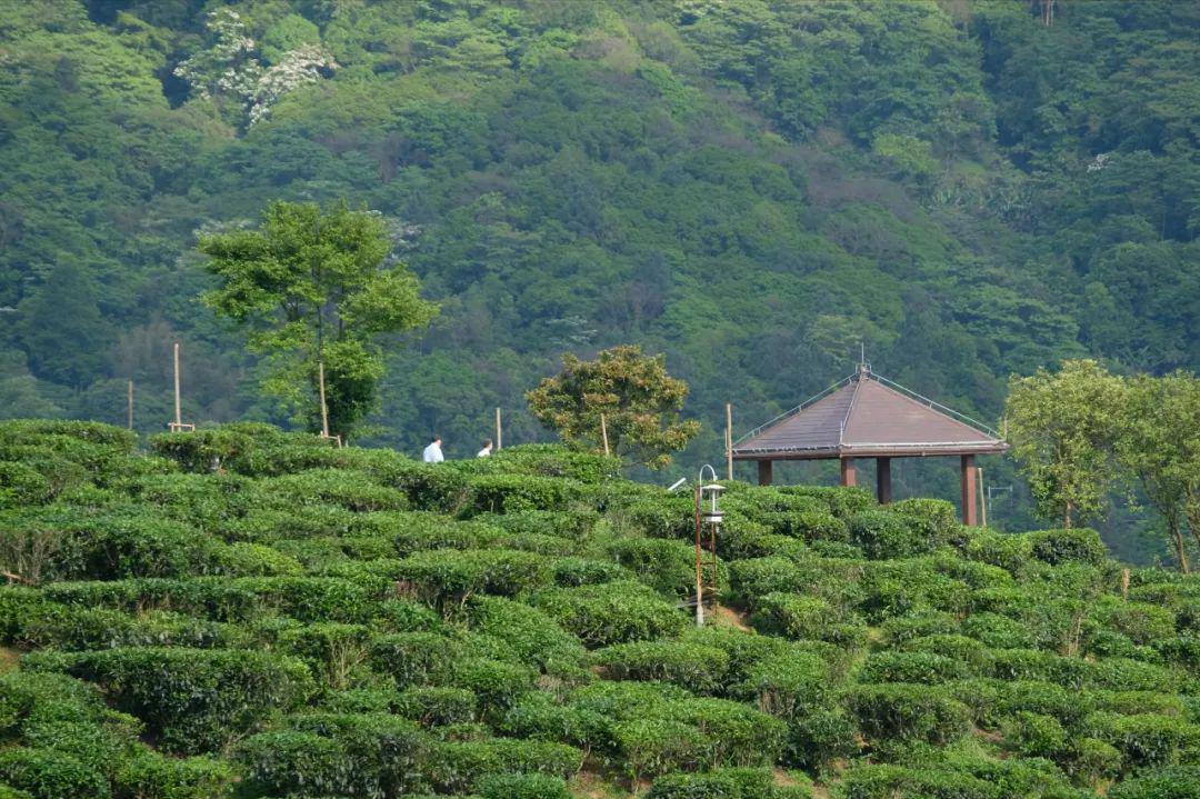 新兴象窝山生态园,禅茶博物馆,茶园观光,品尝地道特色农家菜一天