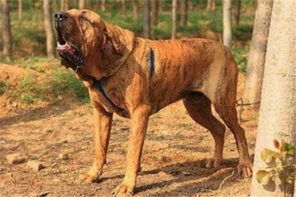 原创世界10大最凶猛的军犬中国昆明犬成功上榜你养过哪种