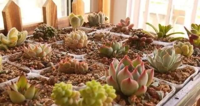 多肉叶插配盆选择 285d3ca580cb49c5aa5676aaef610a39.jpeg