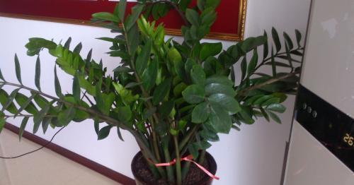 客厅最旺的三种树金钱树 2a9e3bb3c11648499f4c2509be054844.jpeg