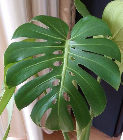 龟背竹怎样能快速开背 2b8c7499eb5c4e58b5193fa1b5e0d90d.jpeg