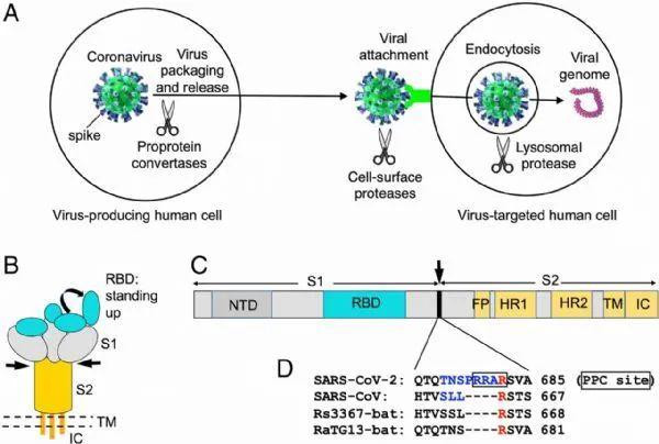 pnas 揭示sars cov 2高传染性和隐蔽性的原因