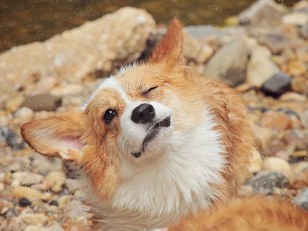 柯基犬有两种,一种是彭布罗克威尔士柯基,还有一种是.