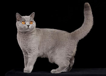1.短毛猫 shorthair