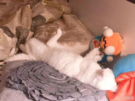 “恬不知耻的坏猫，快把我的床还给我！”